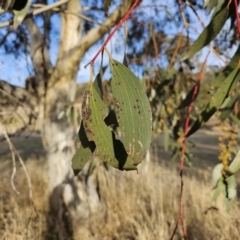 Eucalyptus pauciflora subsp. pauciflora at Paddys River, ACT - 14 Jul 2023