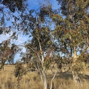 Eucalyptus pauciflora subsp. pauciflora at Kambah, ACT - 14 Jul 2023