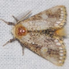 Epicoma protrahens (A Prominent moth) at Sheldon, QLD - 23 Mar 2007 by PJH123