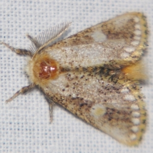 Epicoma protrahens at Sheldon, QLD - suppressed