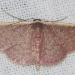 Idaea inversata (Purple Wave) at Sheldon, QLD - 23 Mar 2007 by PJH123