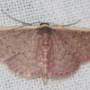 Idaea inversata at Sheldon, QLD - suppressed