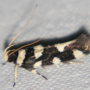 Macrobathra arrectella at Sheldon, QLD - 23 Mar 2007