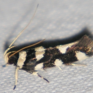 Macrobathra arrectella at Sheldon, QLD - suppressed