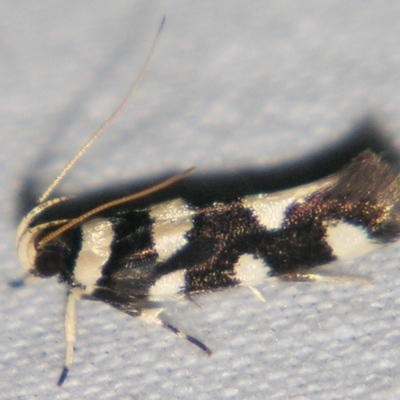 Macrobathra arrectella (A Gelechioid moth) at Sheldon, QLD - 23 Mar 2007 by PJH123