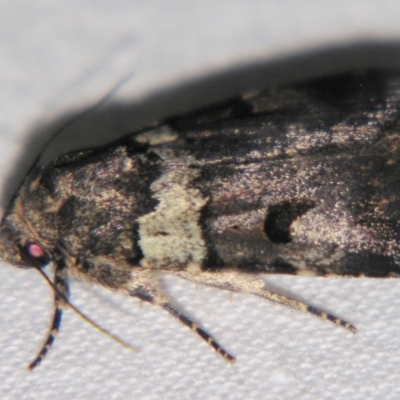 Thoracolopha flexirena (Zoned Noctuid) at Sheldon, QLD - 23 Mar 2007 by PJH123