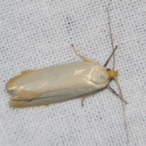 Xylorycta argentella at suppressed - suppressed