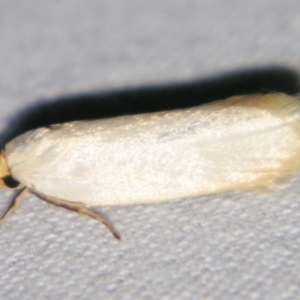 Xylorycta argentella at suppressed - suppressed