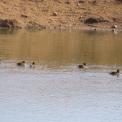 Aythya australis (Hardhead) at Gordon, ACT - 14 Jul 2023 by RodDeb