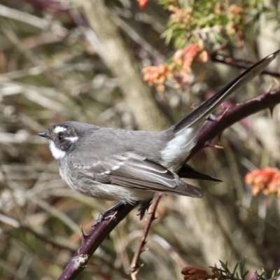 Rhipidura albiscapa (Grey Fantail) at Gordon, ACT - 14 Jul 2023 by RodDeb