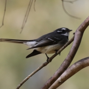 Rhipidura albiscapa at Gordon, ACT - 14 Jul 2023