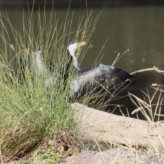 Microcarbo melanoleucos (Little Pied Cormorant) at Point Hut to Tharwa - 14 Jul 2023 by RodDeb