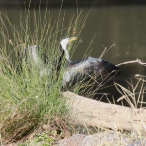 Microcarbo melanoleucos at Paddys River, ACT - 14 Jul 2023