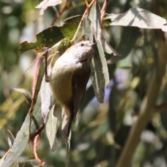 Acanthiza lineata (Striated Thornbill) at Point Hut to Tharwa - 14 Jul 2023 by RodDeb