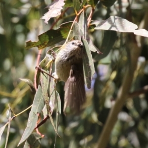 Acanthiza lineata at Gordon, ACT - 14 Jul 2023 12:51 PM