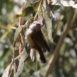 Acanthiza lineata at Gordon, ACT - 14 Jul 2023