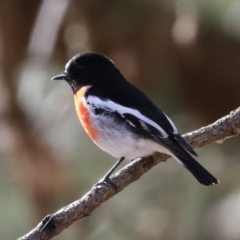 Petroica boodang (Scarlet Robin) at Point Hut to Tharwa - 14 Jul 2023 by RodDeb