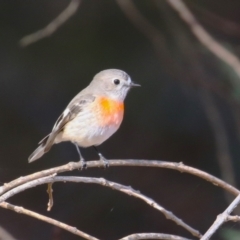 Petroica boodang at Paddys River, ACT - 14 Jul 2023 01:21 PM