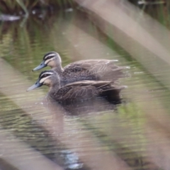 Anas superciliosa (Pacific Black Duck) at Mongarlowe River - 14 Jul 2023 by LisaH