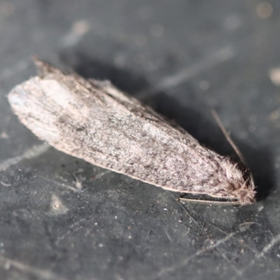Lepidoscia (genus) ADULT (A Case moth) at QPRC LGA - 14 Jul 2023 by LisaH