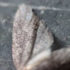 Lepidoscia (genus) ADULT at Mongarlowe, NSW - suppressed