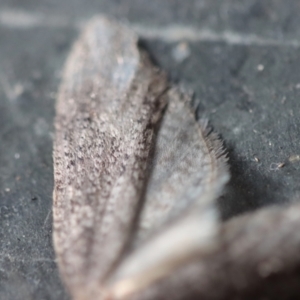 Lepidoscia (genus) ADULT at Mongarlowe, NSW - 14 Jul 2023