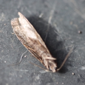 Lepidoscia (genus) ADULT at Mongarlowe, NSW - suppressed