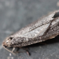 Lepidoscia (genus) ADULT at Mongarlowe, NSW - 14 Jul 2023