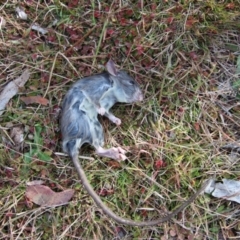 Rattus rattus (Black Rat) at Mongarlowe River - 14 Jul 2023 by LisaH