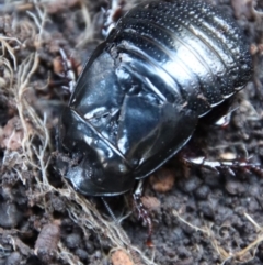 Panesthia australis (Common wood cockroach) at Mongarlowe River - 13 Jul 2023 by LisaH