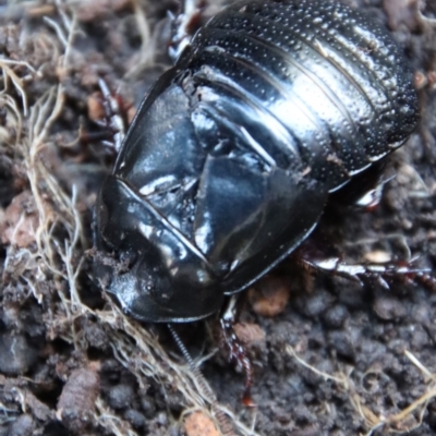 Panesthia australis (Common wood cockroach) at Mongarlowe River - 13 Jul 2023 by LisaH