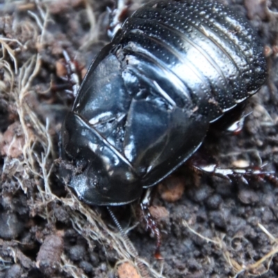 Panesthia australis (Common wood cockroach) at Mongarlowe, NSW - 13 Jul 2023 by LisaH