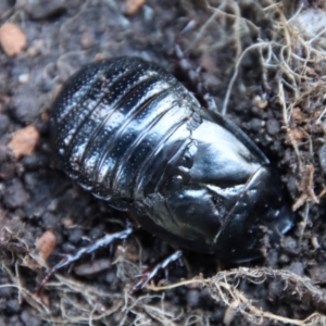 Panesthia australis at Mongarlowe, NSW - 13 Jul 2023