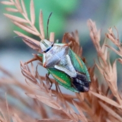 Diaphyta rosea (A stink bug) at Mongarlowe, NSW - 13 Jul 2023 by LisaH