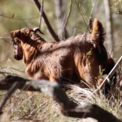 Capra hircus (Wild Goat) at Mongarlowe River - 13 Jul 2023 by LisaH