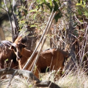 Capra hircus at Mongarlowe, NSW - 13 Jul 2023