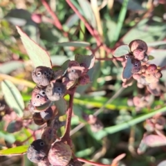 Eucalyptus insect gall at Watson Woodlands - 14 Jul 2023 by abread111