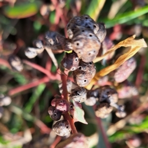 Eucalyptus insect gall at Watson, ACT - 14 Jul 2023