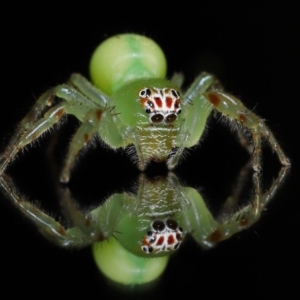 Mopsus mormon at Wellington Point, QLD - 6 Jul 2023