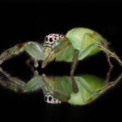 Mopsus mormon at Wellington Point, QLD - 6 Jul 2023