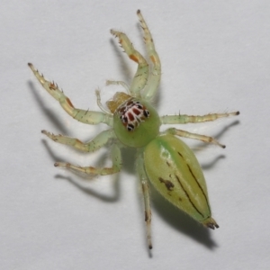 Mopsus mormon at Wellington Point, QLD - 6 Jul 2023