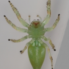 Mopsus mormon at Wellington Point, QLD - suppressed