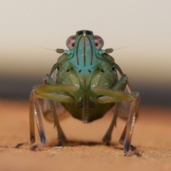 Magia subocellata (Palm Planthopper) at Wellington Point, QLD - 8 Jul 2023 by TimL