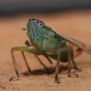 Magia subocellata at Wellington Point, QLD - suppressed