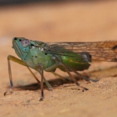 Magia subocellata at Wellington Point, QLD - suppressed