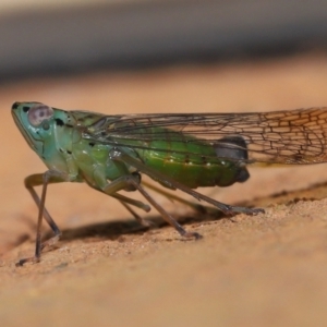 Magia subocellata at Wellington Point, QLD - suppressed