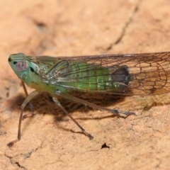 Magia subocellata at Wellington Point, QLD - suppressed