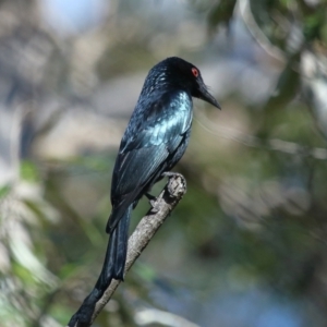 Dicrurus bracteatus at Capalaba, QLD - 5 Jul 2023