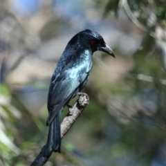 Dicrurus bracteatus at Capalaba, QLD - 5 Jul 2023