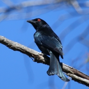 Dicrurus bracteatus at Capalaba, QLD - 5 Jul 2023